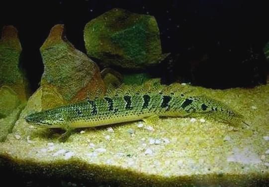 如何區分真假斑節恐龍魚？，如何區分斑節恐龍魚