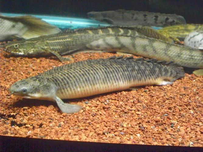 如何區分真假斑節恐龍魚？，如何區分斑節恐龍魚