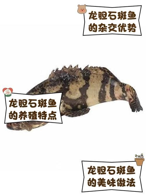 如何區分真假斑節恐龍魚？，如何區分斑節恐龍魚
