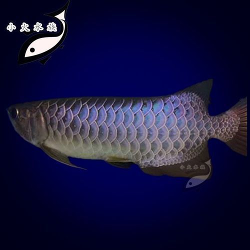 武吉美拉藍底金龍魚有哪些顏色表現(xiàn)，武吉美拉藍底金龍魚有哪些顏色表現(xiàn)武吉美拉藍底金龍魚的顏色表現(xiàn)