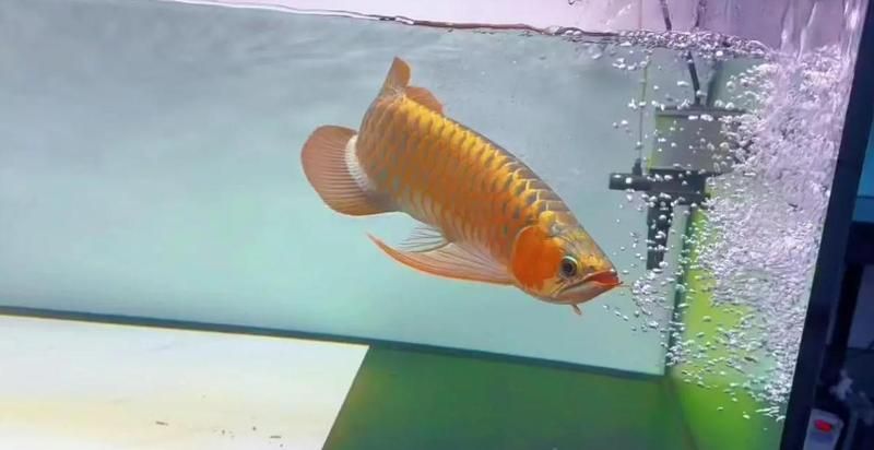 龍魚入缸半個月了不開口，龍魚入缸半個月不開口會餓死嗎六步搞定新環境適應舞韻媛媛導師 龍魚入缸半個月了不開口，龍魚入缸半個月不開口會餓死嗎六步搞定新環境適應舞韻媛媛導師 龍魚百科 第1張