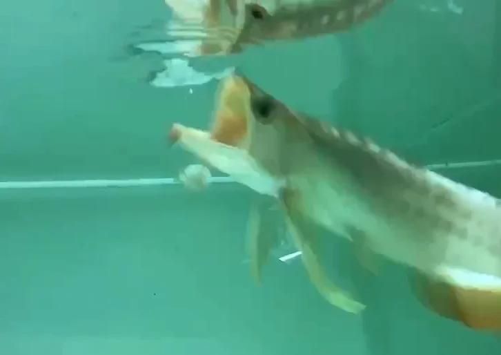 龍魚入缸半個月了不開口，龍魚入缸半個月不開口會餓死嗎六步搞定新環境適應舞韻媛媛導師 龍魚入缸半個月了不開口，龍魚入缸半個月不開口會餓死嗎六步搞定新環境適應舞韻媛媛導師 龍魚百科 第2張