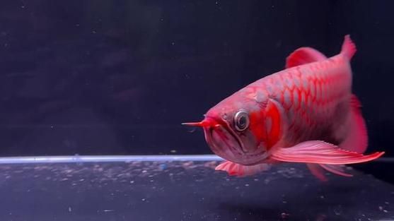 如何鑒別優質紅龍魚，如何鑒別優質紅龍魚的核心標準，印尼卡巴爾托卡蘭流域 如何鑒別優質紅龍魚，如何鑒別優質紅龍魚的核心標準，印尼卡巴爾托卡蘭流域 龍魚百科 第12張