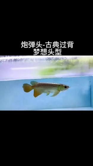如何鑒別優質紅龍魚，如何鑒別優質紅龍魚的核心標準，印尼卡巴爾托卡蘭流域 如何鑒別優質紅龍魚，如何鑒別優質紅龍魚的核心標準，印尼卡巴爾托卡蘭流域 龍魚百科 第14張