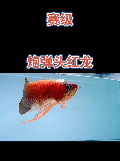 如何鑒別優質紅龍魚，如何鑒別優質紅龍魚的核心標準，印尼卡巴爾托卡蘭流域 如何鑒別優質紅龍魚，如何鑒別優質紅龍魚的核心標準，印尼卡巴爾托卡蘭流域 龍魚百科 第13張