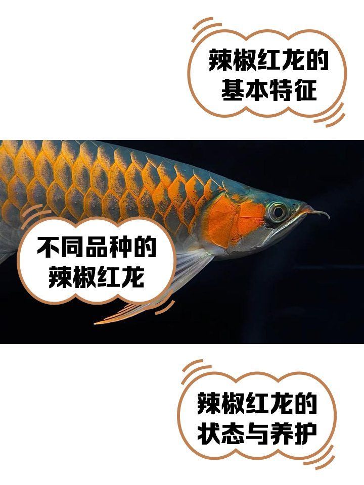 如何辨別辣椒紅龍魚的品相和血統(tǒng)，如何鑒別辣椒紅龍魚的品相和血統(tǒng)
