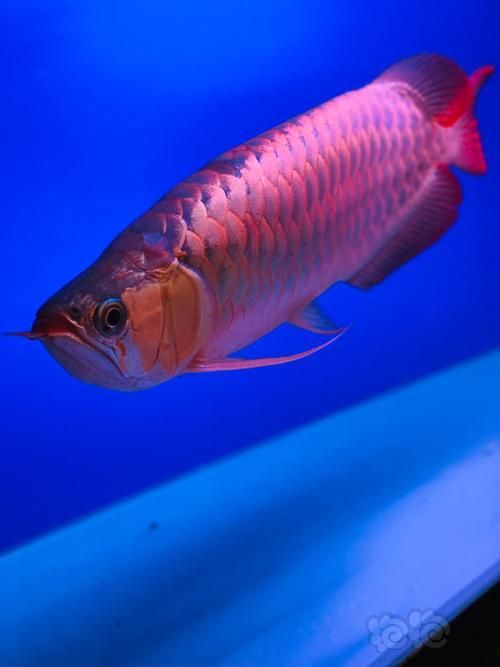 推薦一些紅龍魚屏保壁紙，紅龍魚屏保壁紙