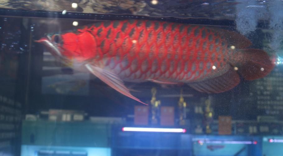 紅龍魚的營養(yǎng)價值有哪些，紅龍魚的營養(yǎng)價值有哪些,
