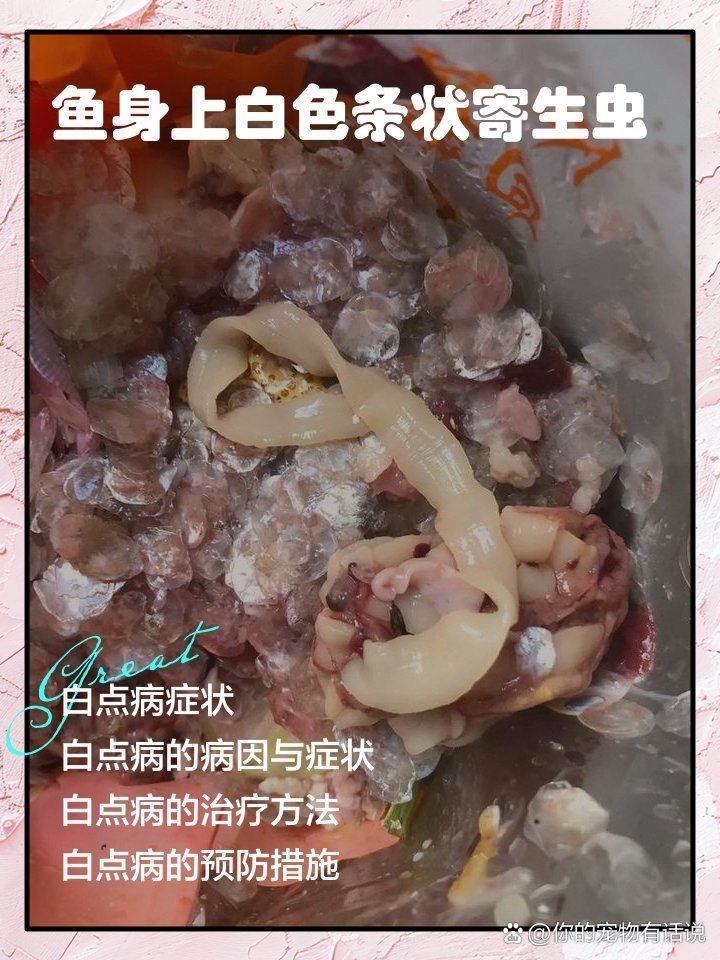 如何預防魚身上出現白色條狀寄生蟲