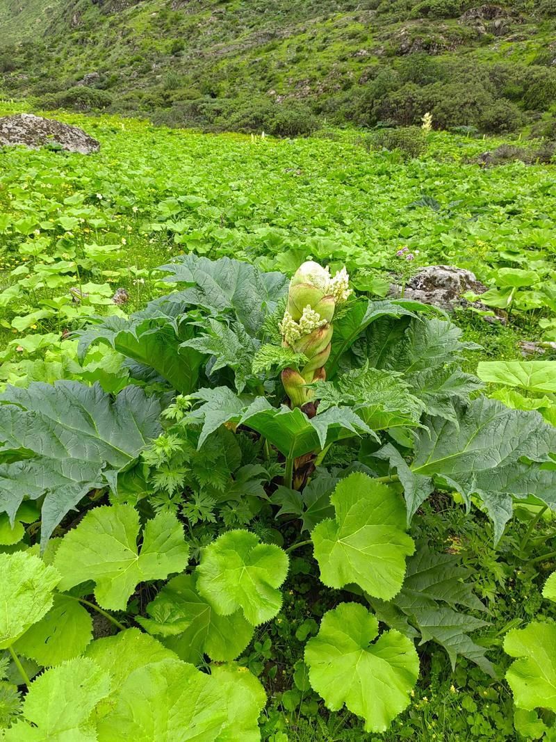 有哪些中草藥可以預(yù)防龍魚腹水，中草藥可以預(yù)防龍魚腹水調(diào)用工具arxiv論文助手 有哪些中草藥可以預(yù)防龍魚腹水，中草藥可以預(yù)防龍魚腹水調(diào)用工具arxiv論文助手 龍魚百科 第3張