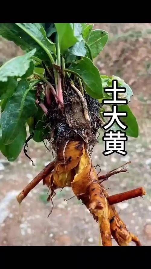 有哪些中草藥可以預(yù)防龍魚腹水，中草藥可以預(yù)防龍魚腹水調(diào)用工具arxiv論文助手 有哪些中草藥可以預(yù)防龍魚腹水，中草藥可以預(yù)防龍魚腹水調(diào)用工具arxiv論文助手 龍魚百科 第1張