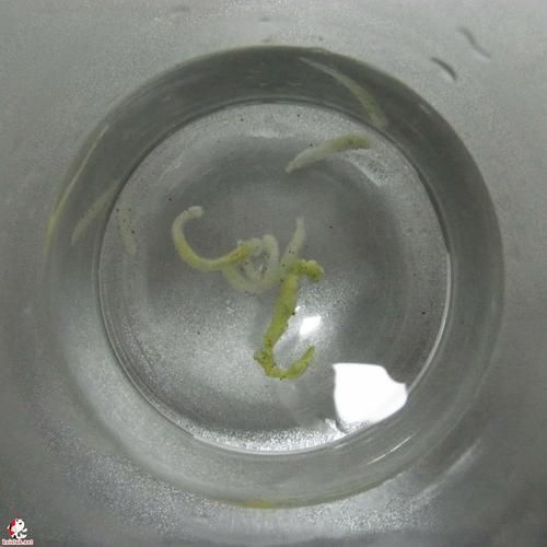 如何判斷金魚是否消化不良，如何判斷金魚是否消化不良， 如何判斷金魚是否消化不良，如何判斷金魚是否消化不良， 龍魚百科 第3張