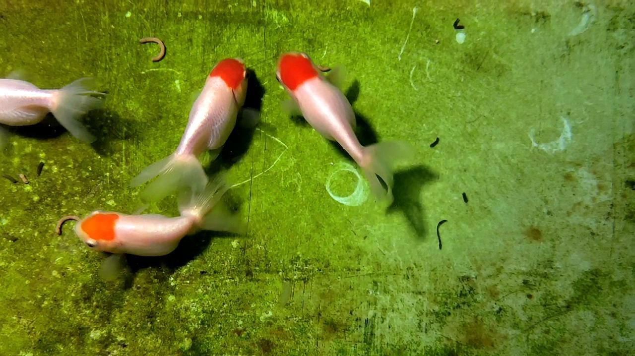 如何判斷金魚是否消化不良，如何判斷金魚是否消化不良， 如何判斷金魚是否消化不良，如何判斷金魚是否消化不良， 龍魚百科 第7張
