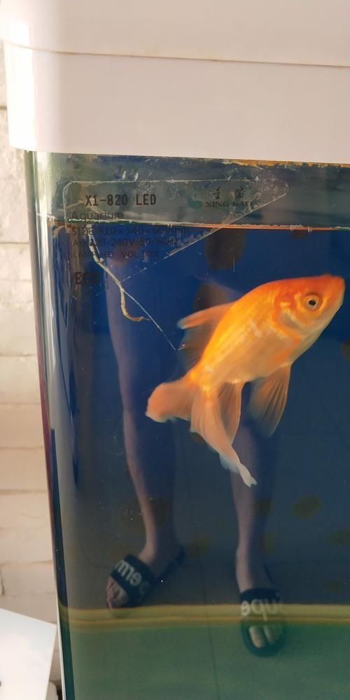 如何判斷金魚是否消化不良，如何判斷金魚是否消化不良， 如何判斷金魚是否消化不良，如何判斷金魚是否消化不良， 龍魚百科 第5張