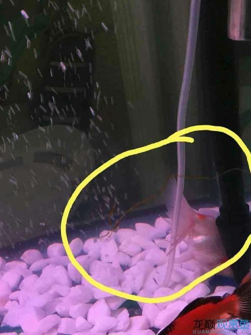 如何判斷金魚是否消化不良，如何判斷金魚是否消化不良， 如何判斷金魚是否消化不良，如何判斷金魚是否消化不良， 龍魚百科 第4張