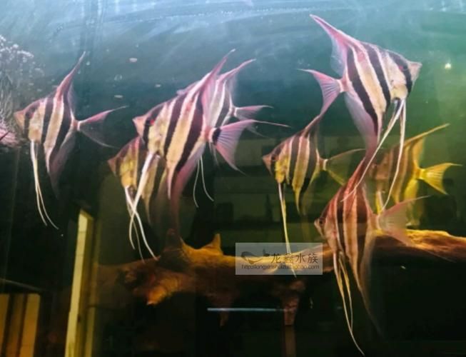 圣菲埃及魚(yú)的養(yǎng)殖方法是什么？，關(guān)于圣菲埃及養(yǎng)殖的基本指南