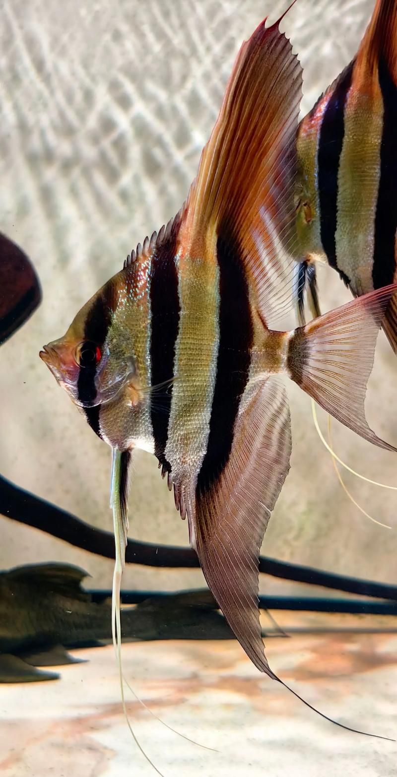 圣菲埃及魚的養殖方法是什么？，關于圣菲埃及養殖的基本指南
