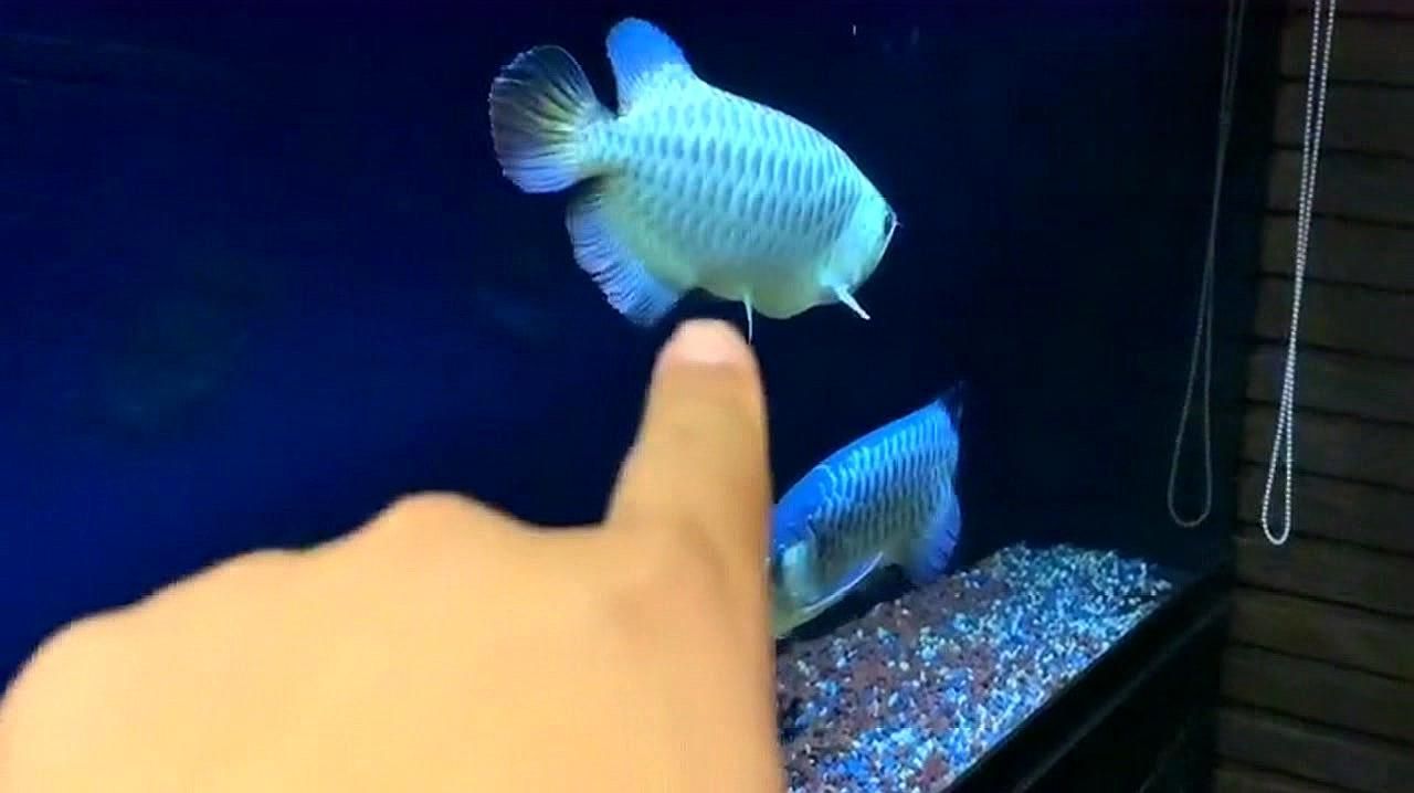 如何區(qū)分龍魚的公母？，龍魚性別大揭秘，公母區(qū)分有妙招！