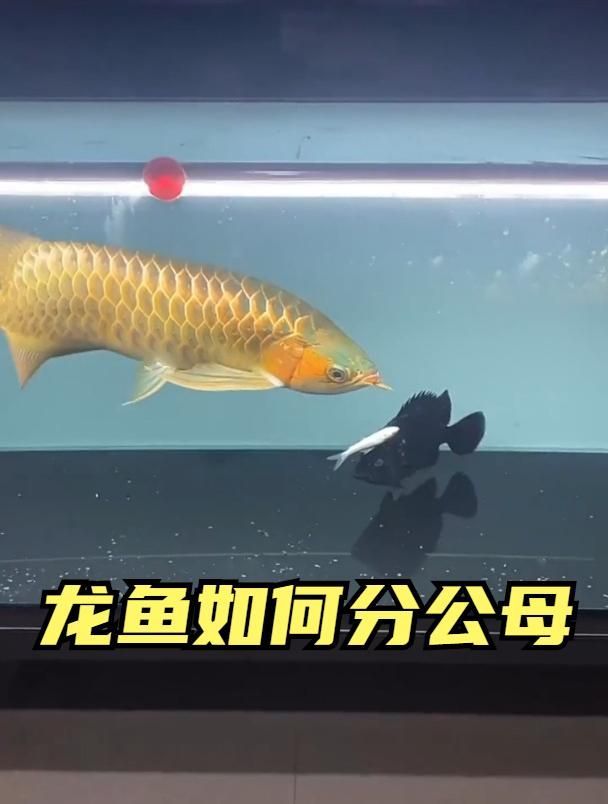 如何區分龍魚的公母？，龍魚性別大揭秘，公母區分有妙招！