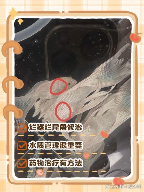 如何預防魚爛鰭爛尾的發生