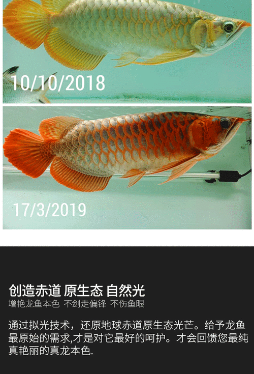 仟湖和馬印哪個(gè)品牌的龍魚發(fā)色燈更好?,仟湖和馬印兩個(gè)品牌在龍魚發(fā)色燈領(lǐng)域各有所長選擇 龍魚百科 第5張 仟湖和馬印哪個(gè)品牌的龍魚發(fā)色燈更好?,仟湖和馬印兩個(gè)品牌在龍魚發(fā)色燈領(lǐng)域各有所長選擇 仟湖和馬印哪個(gè)品牌的龍魚發(fā)色燈更好?,仟湖和馬印兩個(gè)品牌在龍魚發(fā)色燈領(lǐng)域各有所長選擇 龍魚百科 第5張