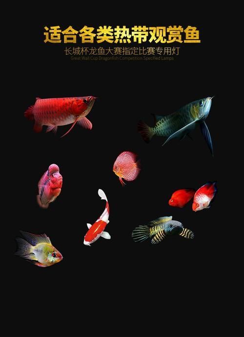 仟湖和馬印哪個(gè)品牌的龍魚發(fā)色燈更好?,仟湖和馬印兩個(gè)品牌在龍魚發(fā)色燈領(lǐng)域各有所長選擇 龍魚百科 第8張 仟湖和馬印哪個(gè)品牌的龍魚發(fā)色燈更好?,仟湖和馬印兩個(gè)品牌在龍魚發(fā)色燈領(lǐng)域各有所長選擇 仟湖和馬印哪個(gè)品牌的龍魚發(fā)色燈更好?,仟湖和馬印兩個(gè)品牌在龍魚發(fā)色燈領(lǐng)域各有所長選擇 龍魚百科 第8張