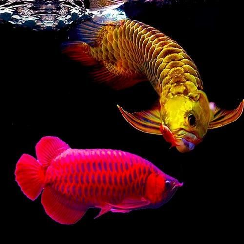 金頭過背紅龍魚有哪些常見的品種？，金頭過背紅龍魚有哪些飼養技巧金頭過背紅龍魚有哪些飼養技巧