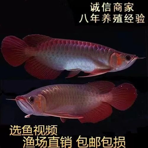 金頭過背紅龍魚有哪些常見的品種？，金頭過背紅龍魚有哪些飼養技巧金頭過背紅龍魚有哪些飼養技巧