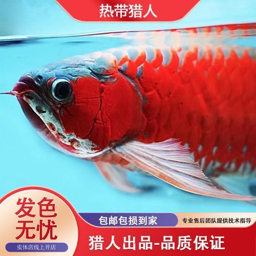 金頭過背紅龍魚有哪些常見的品種？，金頭過背紅龍魚有哪些飼養技巧金頭過背紅龍魚有哪些飼養技巧
