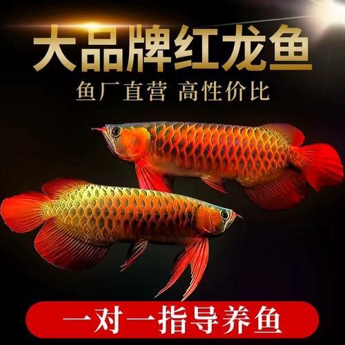 金頭過背紅龍魚有哪些常見的品種？，金頭過背紅龍魚有哪些飼養技巧金頭過背紅龍魚有哪些飼養技巧