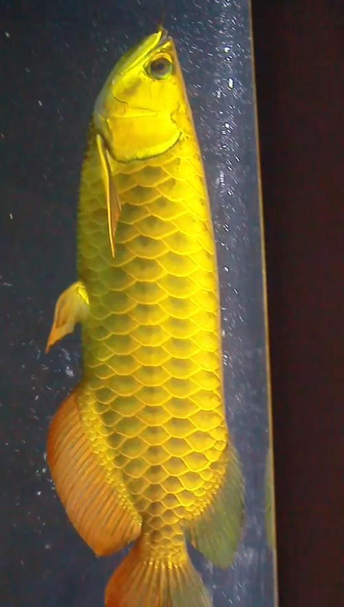 金頭過背紅龍魚有哪些常見的品種？，金頭過背紅龍魚有哪些飼養技巧金頭過背紅龍魚有哪些飼養技巧