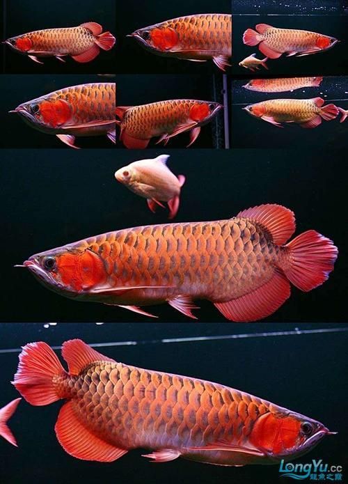 紅龍魚手機(jī)壁紙有哪些類型