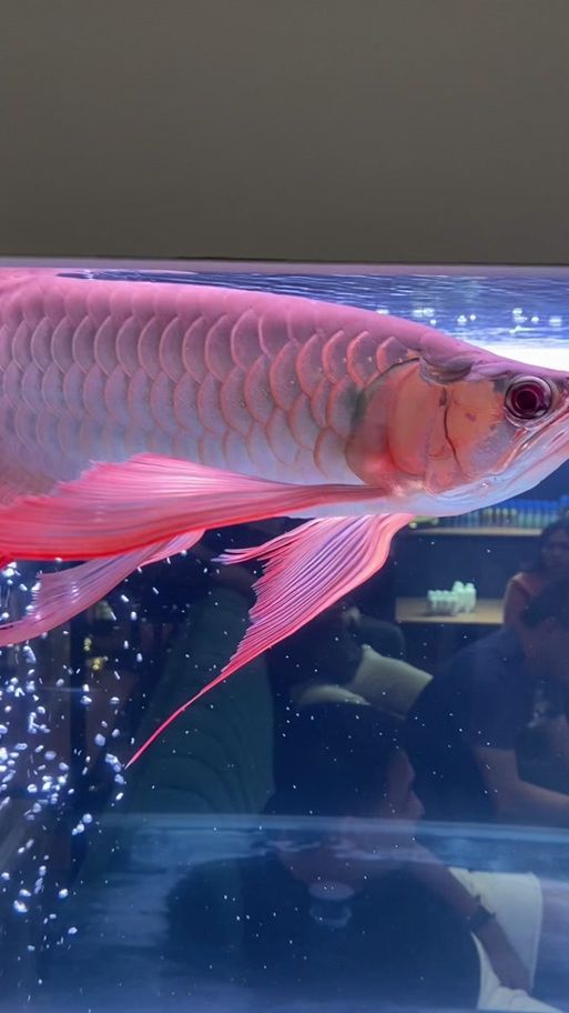 紅龍魚手機(jī)壁紙有哪些類型