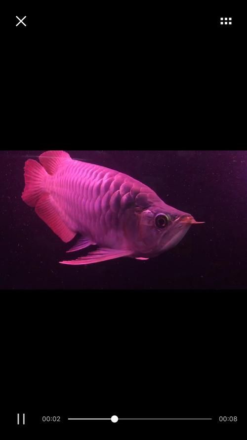 紅龍魚手機(jī)壁紙有哪些類型