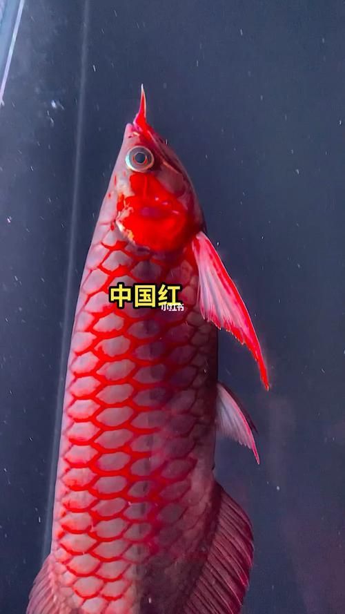 紅龍魚手機(jī)壁紙有哪些類型