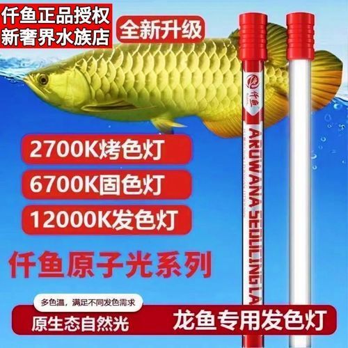 有沒有更多NEC龍魚燈推薦，nec龍魚燈推薦：性價比高的nec龍魚燈,有沒有其他品牌的龍魚燈推薦