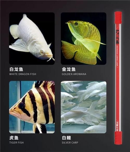 有沒有更多NEC龍魚燈推薦，nec龍魚燈推薦：性價比高的nec龍魚燈,有沒有其他品牌的龍魚燈推薦