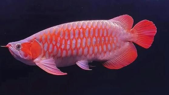 給我一些戰車紅龍魚的圖片作為參考，如何鑒別戰車紅龍魚的品相？