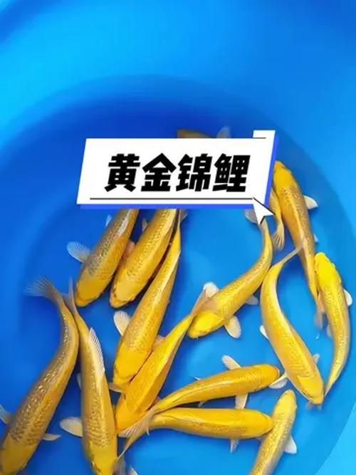 如何辨別鳳陽龍魚的真假？，鳳陽龍魚的辨別方法
