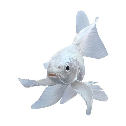 如何辨別鳳陽龍魚的真假？，鳳陽龍魚的辨別方法