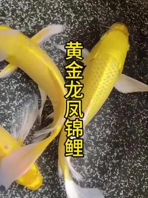 如何辨別鳳陽龍魚的真假？，鳳陽龍魚的辨別方法