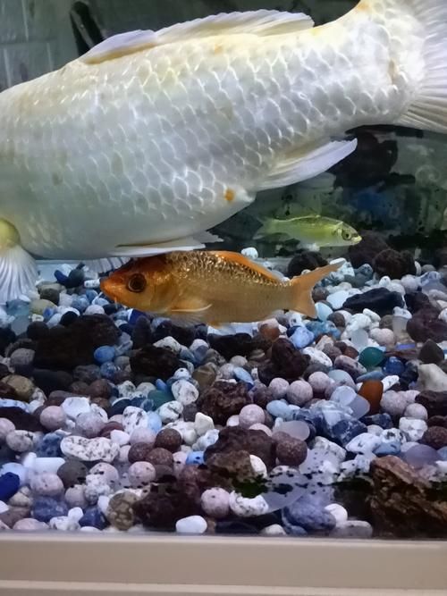 如何辨別鳳陽龍魚的真假？，鳳陽龍魚的辨別方法