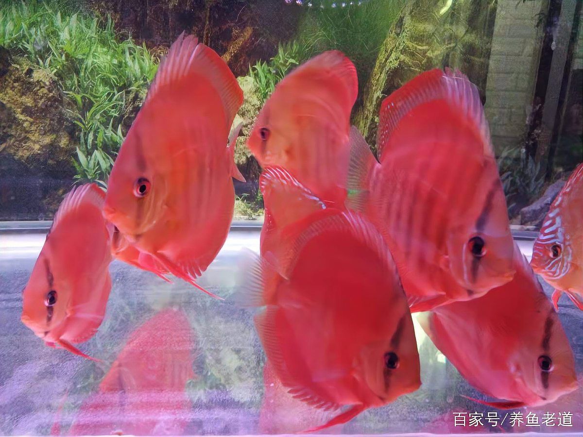 如何判斷龍魚苗是否饑餓或飽食？，—體態—投喂量化—體態—體態—投喂量化—