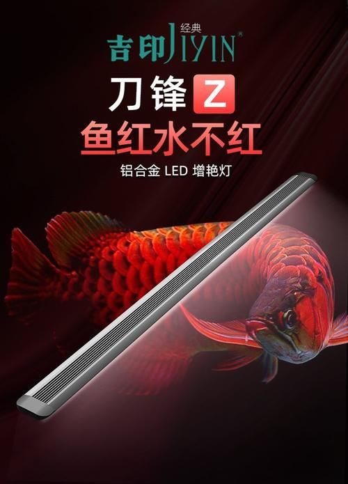 紅龍魚缸應該用什么顏色的燈光，紅龍魚缸應該用什么顏色的燈光，紅龍魚缸的燈光應該用什么顏色的 紅龍魚缸應該用什么顏色的燈光，紅龍魚缸應該用什么顏色的燈光，紅龍魚缸的燈光應該用什么顏色的 龍魚百科 第3張
