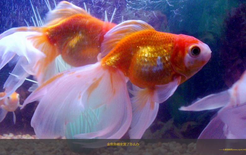 如何預防魚炸鱗病，足“配圖”預防魚炸鱗病思考完成arxiv論文助手 如何預防魚炸鱗病，足“配圖”預防魚炸鱗病思考完成arxiv論文助手 龍魚百科 第4張