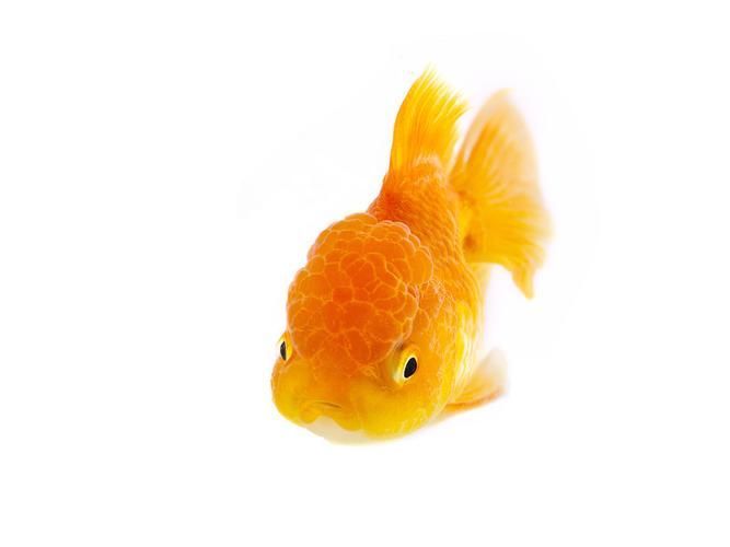 如何預防魚炸鱗病，足“配圖”預防魚炸鱗病思考完成arxiv論文助手 如何預防魚炸鱗病，足“配圖”預防魚炸鱗病思考完成arxiv論文助手 龍魚百科 第5張