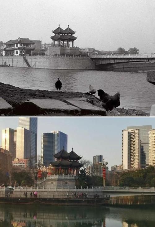 能否提供更詳細(xì)的對(duì)比圖 能否提供更詳細(xì)的對(duì)比圖 龍魚(yú)百科 第18張