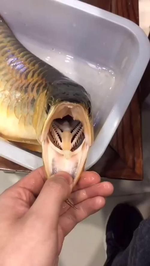 如何在YouTube上找到龍魚視頻，如何在youtube上找到龍魚視頻 如何在YouTube上找到龍魚視頻，如何在youtube上找到龍魚視頻 龍魚百科 第3張