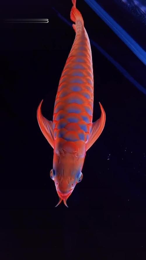 如何在YouTube上找到龍魚視頻，如何在youtube上找到龍魚視頻 如何在YouTube上找到龍魚視頻，如何在youtube上找到龍魚視頻 龍魚百科 第4張