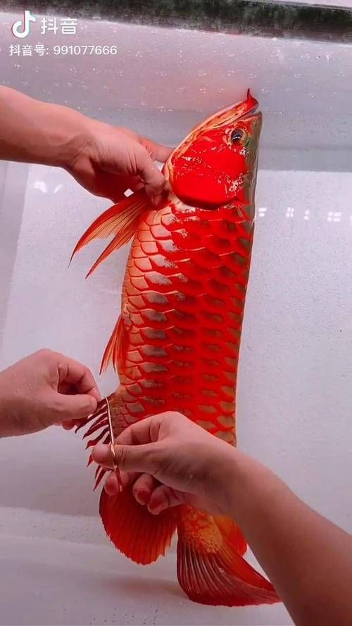 如何在YouTube上找到龍魚視頻，如何在youtube上找到龍魚視頻 如何在YouTube上找到龍魚視頻，如何在youtube上找到龍魚視頻 龍魚百科 第5張